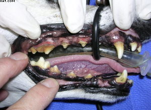 Teeth Dirty!